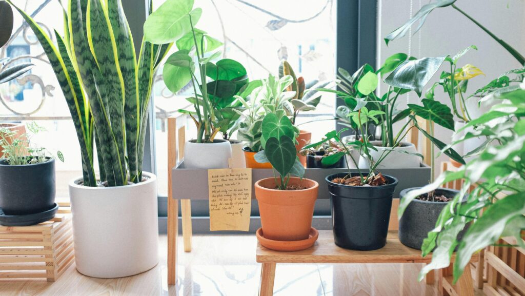 How to Choose Easy-to-Care-for Indoor Plants for Your U.S. Home