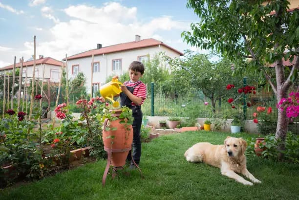 pet-friendly indoor plants in small homes