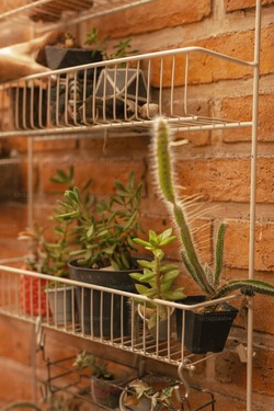 Pet-Friendly Indoor Plants for Small Homes