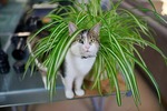 Top 5 Pet-Friendly Indoor Plants for Small Homes