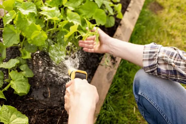 Self-Watering Planters for Indoor Plants