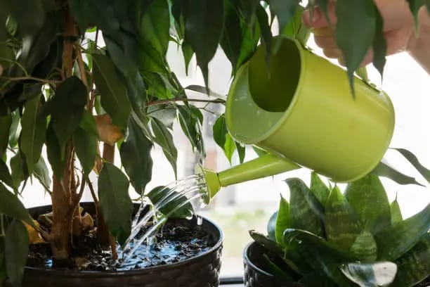 Self-Watering Planters for Indoor Plants