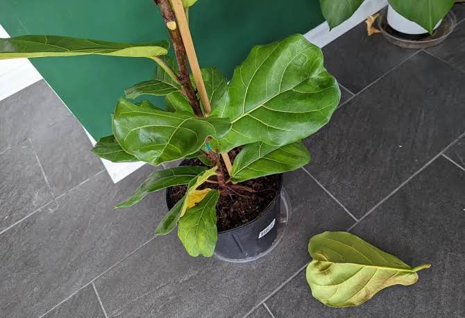 Common indoor plant health issues and their solutions