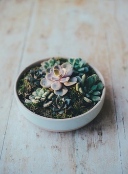 Indoor Succulent Care Guide For Beginners