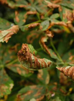 signs of Unhealthy Indoor Plants