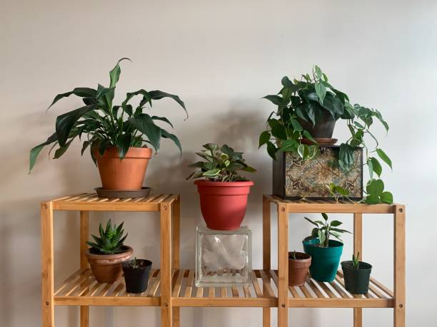 Best Indoor Plants for Boosting Mental Health